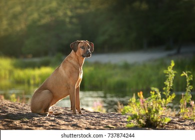A beautiful Rhodesian Ridgeback dog in the nature by the lake