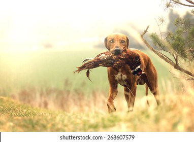 Beautiful Rhodesian Ridgeback Dog Puppy Hold Pheasant Bird Hunting