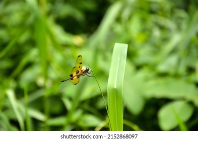 Beautiful rhyothemis variegate, common picture wing or variegate flutterer dragonfly sitting on the green grass in the forest. Closeup of rhyothemis Phyllis dragonfly resting on the grass.