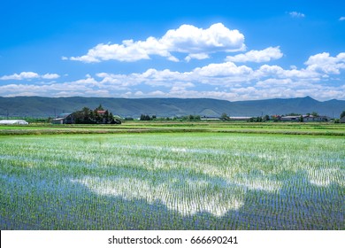 Beautiful Rice Field. Biei Hokkaid, Japan
