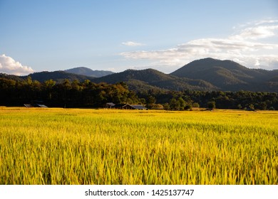 Beautiful rice field during sunset in Thailand with copy space - Powered by Shutterstock