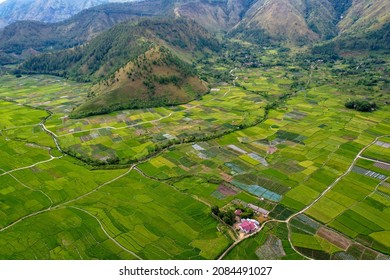 Beautiful Rice Field And Green Hills View From Above, Aerial Agriculture In Rice Fields, Yellow Rice Field In Sianjur Mulamula Samosir Toba