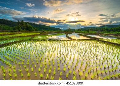 Beautiful rice fields - Shutterstock ID 451325809