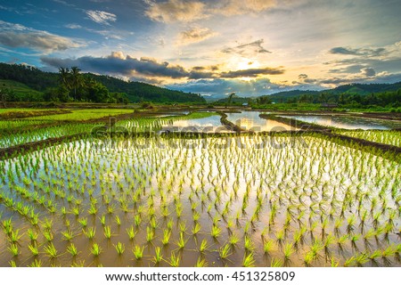 Beautiful rice fields ストックフォト © 