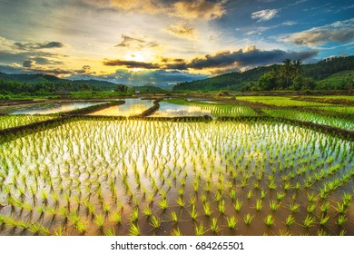 Beautiful rice fields in the evening - Shutterstock ID 684265501
