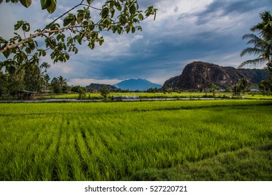 Beautiful Rice Fields In Sumatra