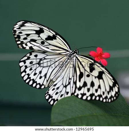 beautiful rice paper butterfly