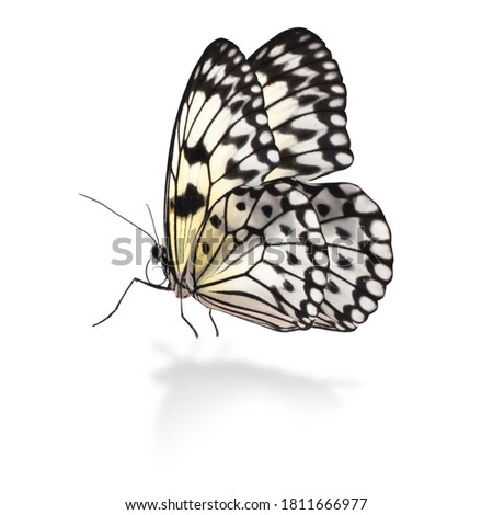 Beautiful rice paper butterfly on white background