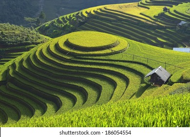 Beautiful Rice Terrace in Mu Cang Chai, Vietnam