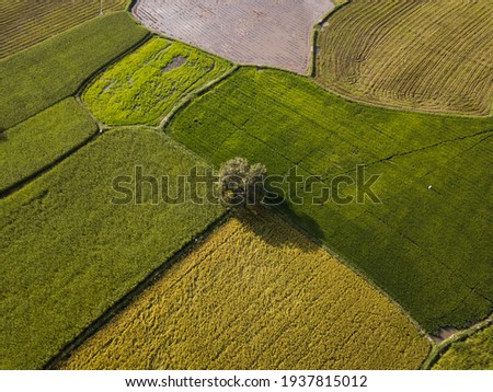 Similar – Aerial view of lush green rice field with small winding canal. Sustainable agriculture landscape. Sustainable rice farming. Rice cultivation. Green landscape. Organic farming. Sustainable land use.