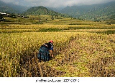 Beautiful Rice Terraces, South East Asia