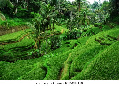Beautiful Rice Terraces well-watered volcanic slopes, Ubud, Bali