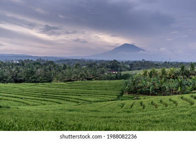 Beautiful Ricefield With Montain Background