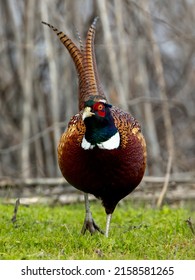 A Beautiful Ring Necked Pheasant In The Wild