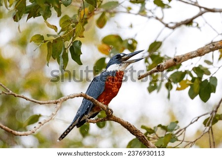 Beautiful Ringed Kingfisher perched on a branch in warm afternoon light, bright background, Pantanal