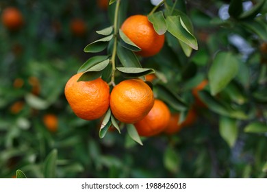 Beautiful ripe and fresh mandarins on a mandarin tree in winter, in Adelaide, South Australia