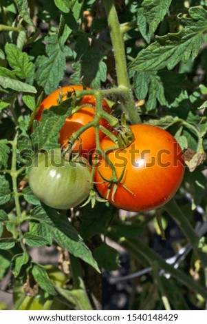 Similar – Rote Tomate und gelbe Tomate