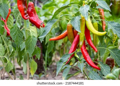 Beautiful ripe hot peppers on the bush. Chili pepper plant on a bed with red fruits. Spicy cuisine with pepper.