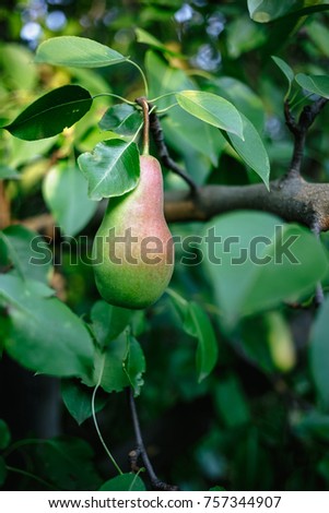 Similar – Image, Stock Photo ripe apple on a tree Apple