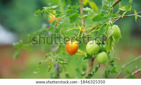 Similar – Tomaten, die auf Reben im Gewächshaus wachsen.