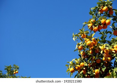 Beautiful, ripe Seville oranges on a citrus tree against a clear blue winter sky in Sevilla, Andalusia, Southern Spain. - Powered by Shutterstock