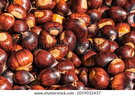 beautiful ripe sweet chestnuts autumn detail