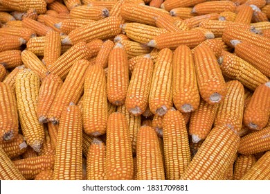 Beautiful Ripe Yellow Corn. Corn And Grain Handling Or Harvesting Terminal. Corn Can Be Used For Food, Feed Or Ethanol Farm Natural Organic Concept