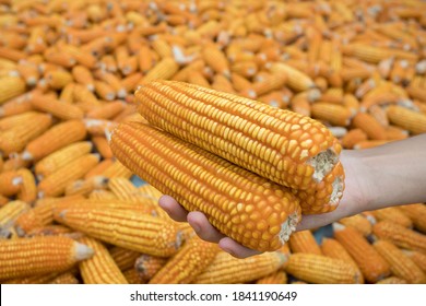 Beautiful Ripe Yellow Corn. Corn And Grain Handling Or Harvesting Terminal. Corn Can Be Used For Food, Feed Or Ethanol Farm Natural Organic Concept