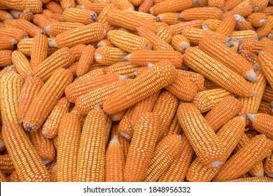 Beautiful Ripe Yellow Corn. Corn And Grain Handling Or Harvesting Terminal. Corn Can Be Used For Food, Feed Or Ethanol Farm Natural Organic Concept