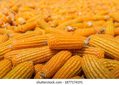 Beautiful Ripe Yellow Corn. Corn And Grain Handling Or Harvesting Terminal. Corn Can Be Used For Food, Feed Or Ethanol Farm Natural Organic Concept.