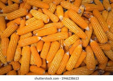 Beautiful Ripe Yellow Corn. Corn And Grain Handling Or Harvesting Terminal. Corn Can Be Used For Food, Feed Or Ethanol Farm Natural Organic Concept.