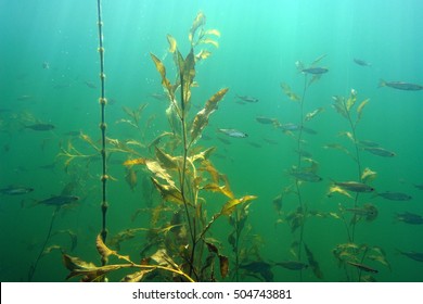      Beautiful river algae                          
