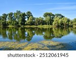 Beautiful river backwater, known as Sodros in Novi Sad, Serbia, in the summer. Green and lush vegetation with reflection on the water surface. Scene of unspoiled nature.