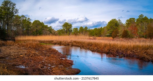 Beautiful river flowing in the pine forest at the Lyman Preservation Park in Wareham , Massachusetts