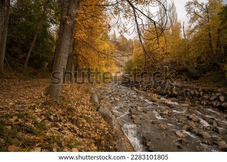 Beautiful river with fresh and crystalline water with big stones going down through a forest of big trees full of leaves of autumn colours, orange and brown in Huesca, Aragon.