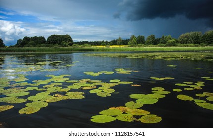 Beautiful River Landscape With Lots Of Green Lily Leaves.Belarus.