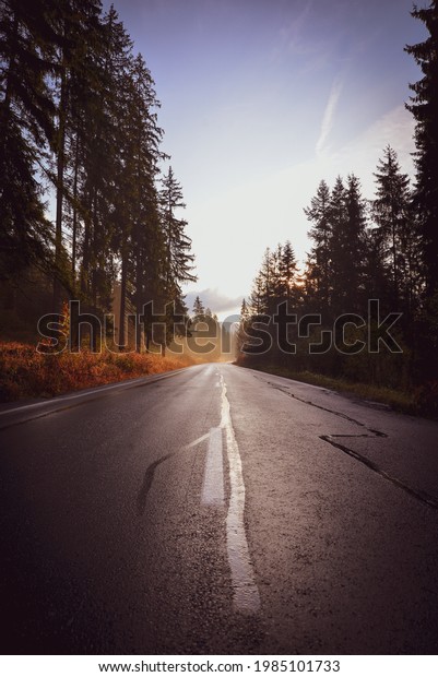 Beautiful road in the\
forest	.