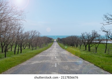 Beautiful Road Through The Field Between The Trees Going To The Sea With Sun Glare