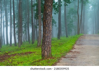 Beautiful Road Through in Pine green forest with fog,Tropical rainforest.