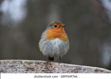 A Beautiful Robin Bird Close Up