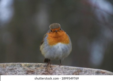 A Beautiful Robin Bird Close Up