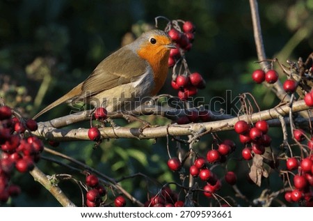 A beautiful Robin, Erithacus rubecula, perching on a Hawthorn Tree, eating the berries.