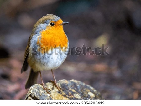 A beautiful robin redbreast (Erithacus rubecula) perches on a branch in a park in Dublin, Ireland. The robin redbreast is a small, brown and orange songbird that is common throughout Europe and Asia.