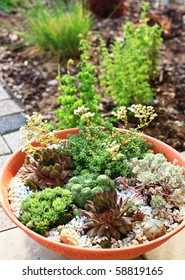 Beautiful Rock Garden Cultivated In Small Basin Or Roof Gardening