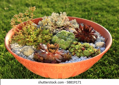 Beautiful Rock Garden Cultivated In Small Basin Or Roof Gardening