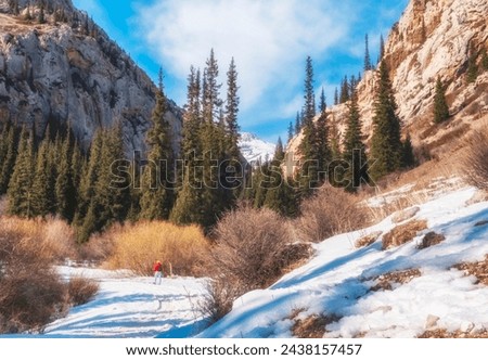 Beautiful rocky gorge with Komershi spruce forest in Kazakhstan in early spring