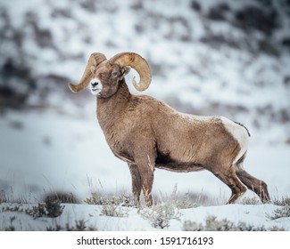 Beautiful rocky mountain bighorn sheep ram. Impressive pose in wild natural habitat.