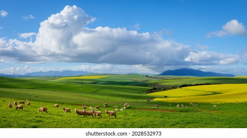 Beautiful rolling hills of canola flowers and farmlands in spring. Sheep graze in the fields with the Klipheuwel Wind Farm in the background. Near Caledon, Overberg, Western Cape, South Africa. - Shutterstock ID 2028532973