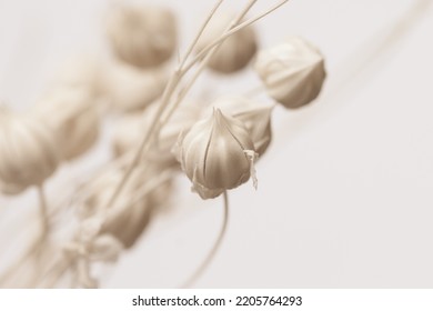 Hermosa y romántica boda flor blanca con fondo beige neutro en estilo retro vintage macro