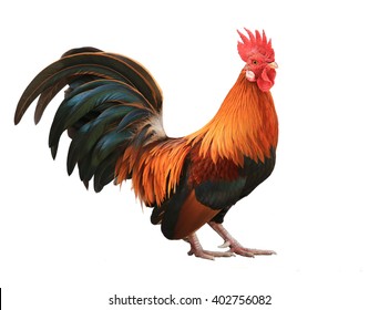 Rooster Isolated On White Background Stock Photo (Edit Now) 543613612